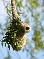 Eurasian penduline tit nest in Poland Remiz pendulinis 6.jpg