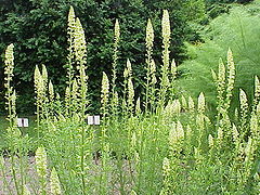 Kollane reseeda (Reseda lutea)