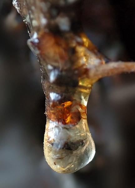 File:Resin with insect (aka).jpg