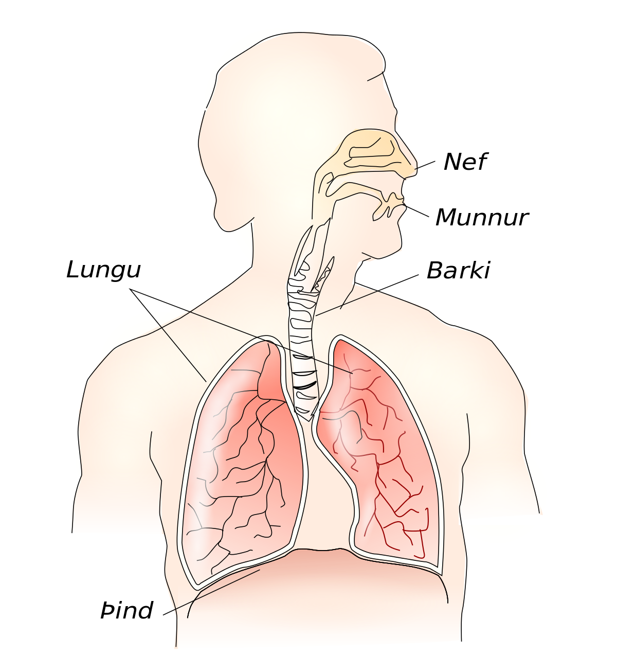 respiratory system without labels