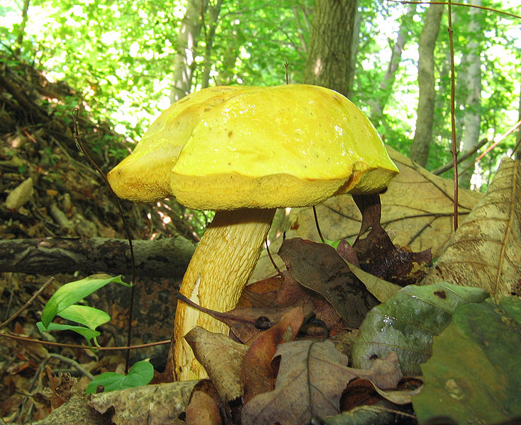 File:Retiboletus ornatipes 45151.jpg