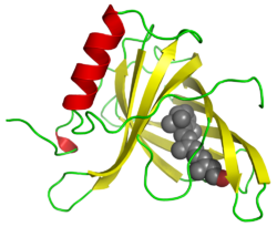 Proteína de ligação ao retinol 1RBP.png