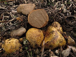 <i>Rhizopogon vulgaris</i> Species of fungus