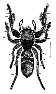 <i>Rhombonotus</i> Genus of spiders