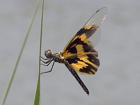 Rhyothemis variegata