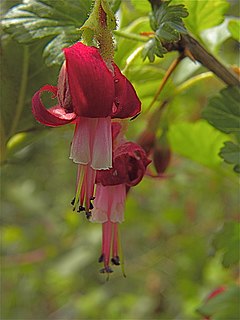 <i>Ribes lobbii</i> Species of shrub