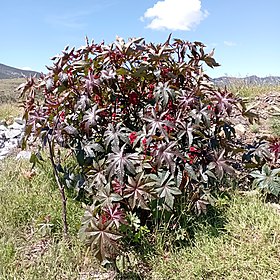 Ricinus communis (Euphorbiaceae), ricino o higuerilla.jpg