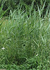 Reed growth in early summer