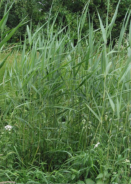 File:Riet Phragmites australis planten.jpg