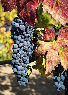 Zinfandel plant with grapes used to make wine