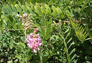 Inflorescence and leaves