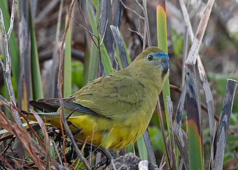 File:Rock Parrot.jpg