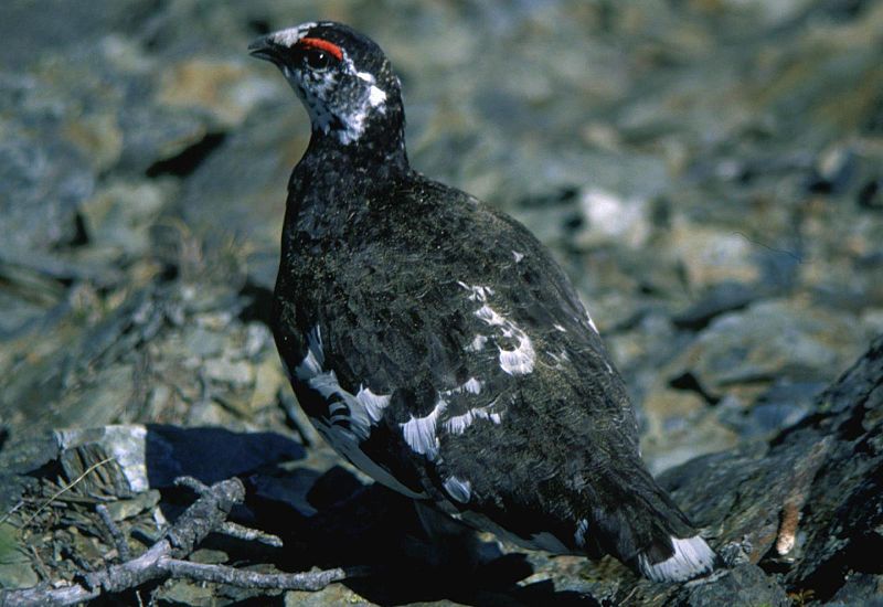 File:Rock Ptarmigan in Mount Eboshi 2001-06-03.jpg