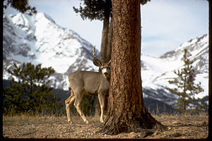 Rocky Mountain National Park ROMO3158.jpg