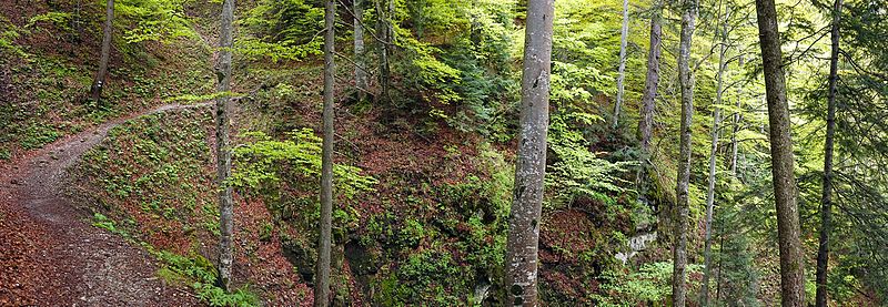 File:Romania - trail in forest 2.jpg