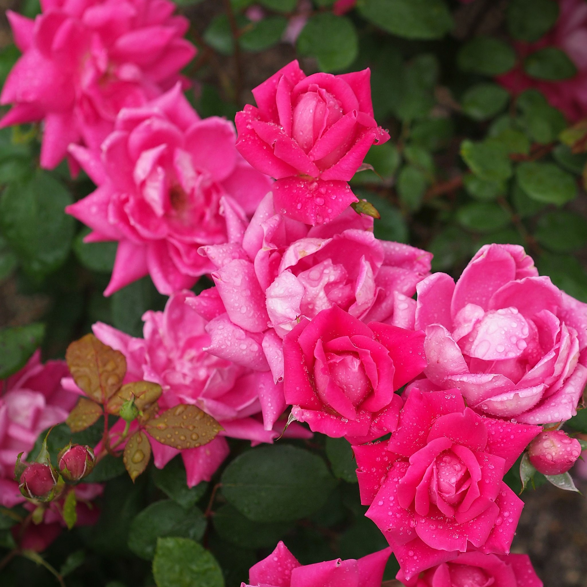 File Rose Pink Double Knock Out バラ ピンク ダブル ノックアウト Jpg Wikimedia Commons