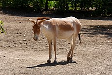 Rostov-on-Don Zoo Persisk onager IMG 5268 1725.jpg