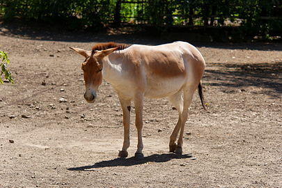 Պարսկական օնագր