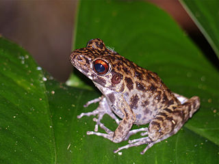 <i>Pulchrana</i> Genus of amphibians