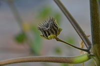 Schizocarp on a plant that grew in California. Rozlupnia na roslinie wyroslej w Kalifornii.JPG