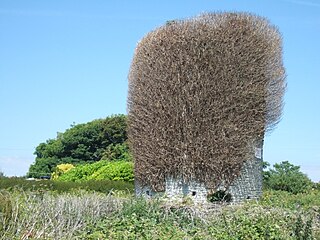 <span class="mw-page-title-main">Portland Windmills</span>