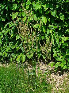 Rumex acetosa Habitus