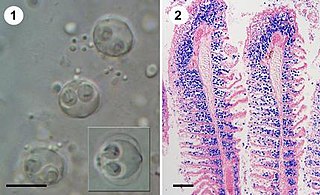 <i>Sphaerospora molnari</i> Species of marine parasite