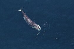SBNMS North Atlantic right whale (50040735308).jpg