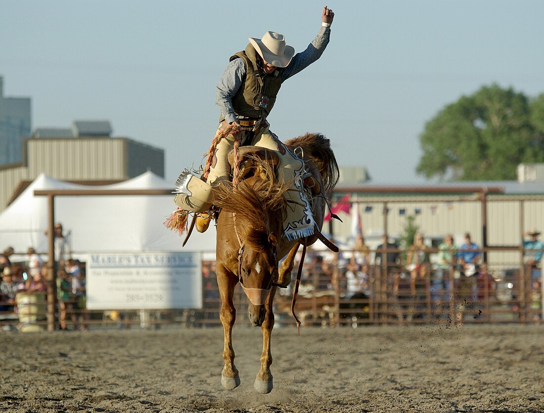 Bucking horse