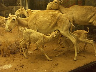 Stuffed saiga herd at The Museum of Zoology, St. Petersburg Saigaherd.JPG