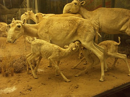Stuffed saiga herd at The Museum of Zoology, St. Petersburg
