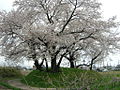 2010年4月9日 (金) 11:46時点における版のサムネイル