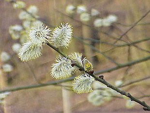 Salix caprea6.jpg