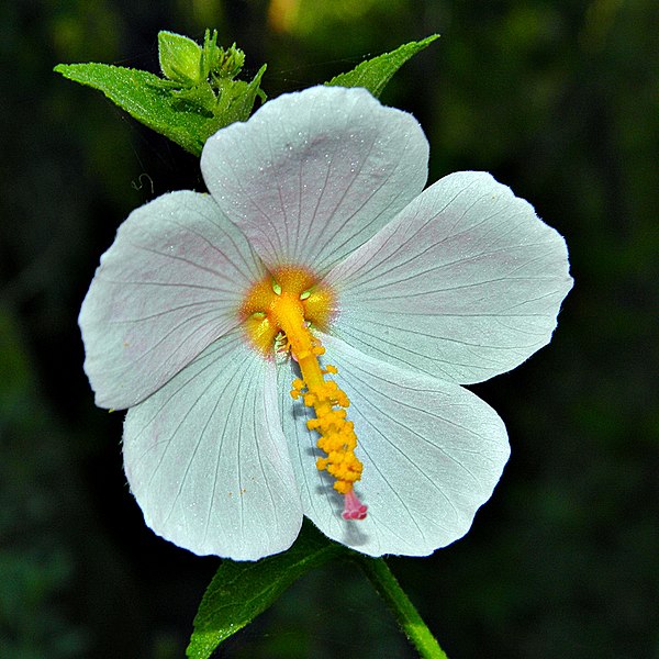 File:Saltmarsh Mallow (4714854873).jpg