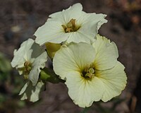 The San Francisco Wallflower is a rare perennial plant found in dune habitats