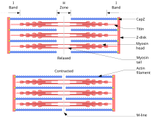 Sliding filament theory: A sarcomere in relaxed (above) and contracted (below) positions Sarcomere.svg