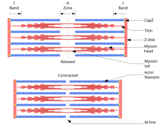 <span class="mw-page-title-main">Sliding filament theory</span> Explanation of muscle contraction