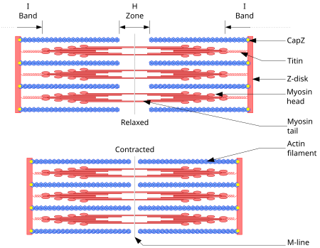 Tập_tin:Sarcomere.svg