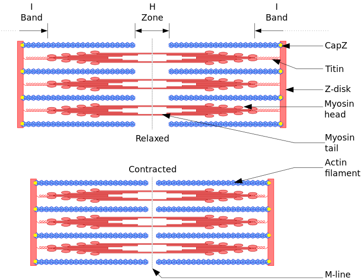 Sliding filament model of muscle contraction. (Titin labeled at upper right.)
