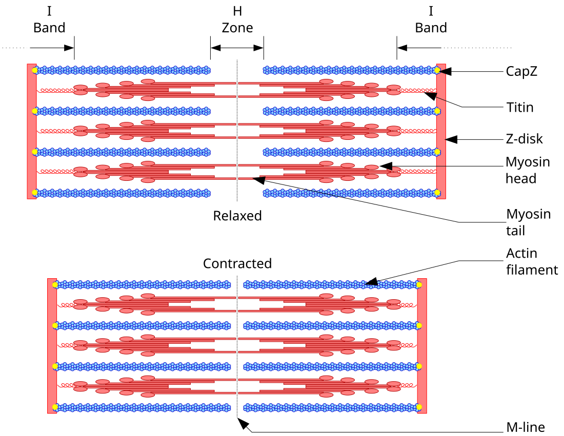 File:Sarcomere.svg