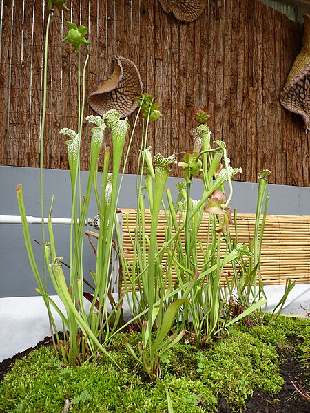 File:Sarracenia leucophylla, exhibition in Botanical garden Brno.JPG