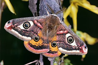 <span class="mw-page-title-main">Saturniidae</span> Family of moths