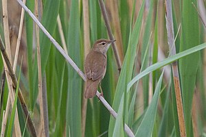 Спіс Птушак Беларусі: Anseriformes — Гусепадобныя, Galliformes — Курападобныя, Gaviiformes — Гагарападобныя