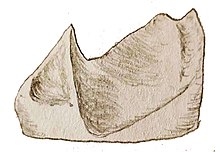 Scalenodon angustifrons postcanine vue antérieure maxillaire.jpg