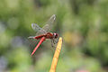 Crocothemis érythrée