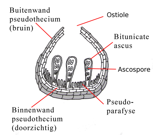 Pseudothecium (Didymella bryoniae)