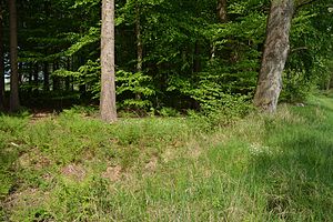 Schleswig-Holstein, Rosdorf, Landschaftschutzgebiet Waldfläche Wulfshorst NIK 6407.jpg