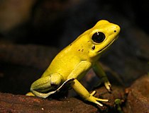 金色箭毒蛙（Phyllobates terribilis）可能是毒性最強的兩棲動物，皮膚上布滿了高濃度劇毒蛙毒素（英语：Batrachotoxin）。[15]