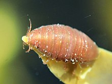 Scutuloidea maculata (3) (cropped).jpg