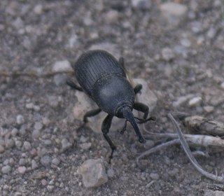 <i>Scyphophorus</i> Genus of beetles
